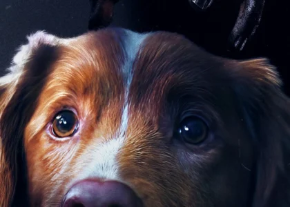 Good Boy 2025 Horror Movie