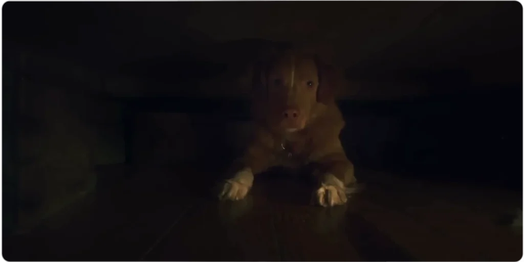 good boy 2025 horror movie